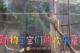 果然视频|动物视界㉑ ——萌翻！来看看动物宝宝们的欢乐童年图片