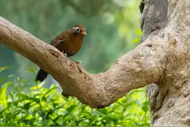 大明湖公园里遇到一只画眉鸟，颜值倍儿高图片