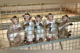 23万元“一猴难求”，科研能否不用猴子？| 新京报专栏图片