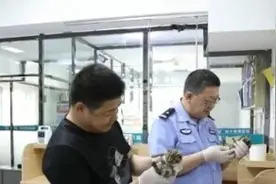 野生豹猫幼崽获救 警民爱心接力精心照护重返自然图片