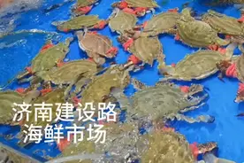 果然视频|梭子蟹价格“高攀不起”？大个母蟹每斤要150元图片