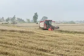安徽舒城：农机抢收忙图片