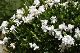晚潮｜栀子花开的季节图片