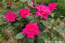 青未了｜大学时的那些事图片