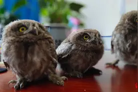 四川巴塘公安救助3只猫头鹰幼崽 网友：小家伙们是来公安局过儿童节的！图片