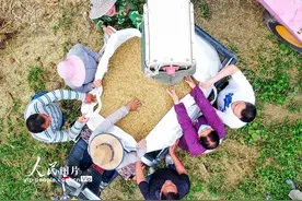 河南：抢收小麦 确保颗粒归仓图片