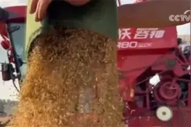 全国小麦主产区迎来收获季 各地抢抓农时保障颗粒归仓图片