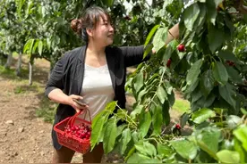 昌平区5000亩樱桃成熟上市，推出3条采摘观光路线图片