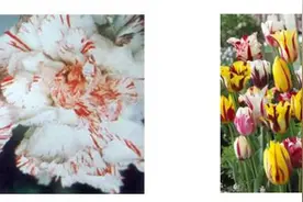 坏死、畸形、生长缓慢，如何防治植物病毒？图片