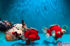 第六届中国（福州）金鱼大赛获奖金鱼揭晓图片