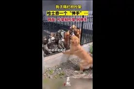 狗子隔栏杆吵架，哈士奇一个“伸手”…网友：吵架就吵架，别伸手图片