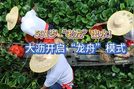 佛山大沥：全国现存最老龙舟再出江湖，591岁盐步老龙2日出水图片