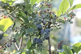 鲜甜爆汁！这个夏日，“莓”你不行！图片