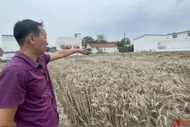 现场直击河南多县“抢收”小麦：人休息机器不休息，工作人员每天值守图片