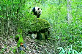 执着“爱情”，野生大熊猫“喜悦”的传奇世界！保护区人员争讲其“男儿”本色图片