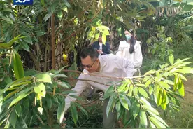 实现“榴莲自由”，还远吗？图片