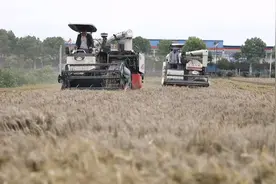 直击河南多地抢收小麦：有收割机几乎“24小时作业”图片