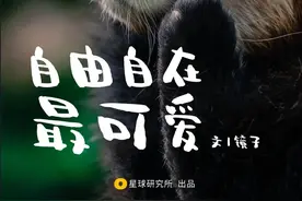 被忽视的小熊猫的一生图片