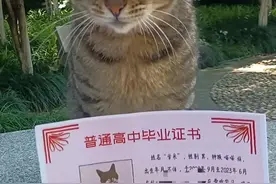 毕业典礼上，杭州一只名叫“学长”的猫咪领到了高中毕业证图片