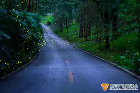 梦幻又浪漫，在青秀山一起欣赏夏夜的萤火图片