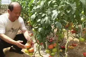 淄博农业造“芯”记②︱“西红柿育种，我们走在了前头”图片