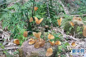 绘就绿美云南生态画卷 扎实推进生物多样性保护图片