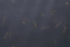 每年都有！杭州姑娘一看到它就“头皮发麻”，但别怕……图片