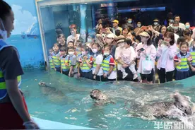 海洋精灵今日“加餐”图片