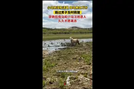 小马驹深陷泥路，母马焦急万分，路过男子及时救援，获救后母马和小马久久不愿离去图片