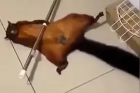 红白鼯鼠调皮把扫把弄倒了，生怕主人怪罪伪造“案发现场”，网友： 往地上一躺，被告成原告视频封面