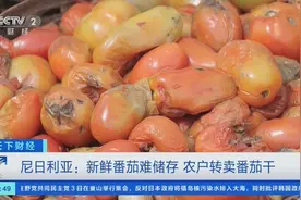 新鲜番茄难储存，尼日利亚农户为减少损失转卖番茄干图片