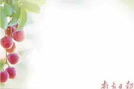 荔枝“大小年”之困已解？图片