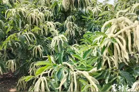 最忆是乡间|初夏栗花香图片