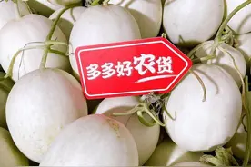 尝鲜“长在藤蔓上的冰淇淋”，拼多多助力玉菇变身“富民瓜”图片