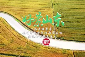 果然视频·好景山东|航拍济南黄河北两岸麦田，遍地金黄景色迷人图片