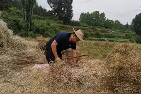 春赏油菜花，夏收油菜籽！ 散发香味的丰收图片