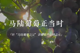 今年马陆葡萄从论“斤”卖到按“串”卖，意味着什么？图片