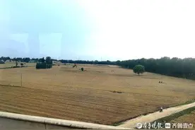 七绝：寄情麦收图片