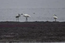 收藏！2023年海洋生态保护修复典型案例合集图片