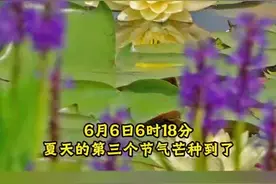 绿荫浓、小荷翻，不负仲夏好时光图片