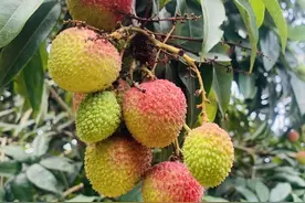 妃子笑15元一斤，南山荔枝上市啦图片