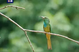 靓照+1 “中国最美小鸟”在云南江城安家啦图片