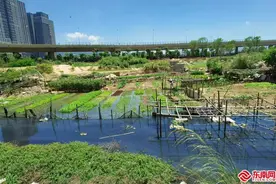 “太臭了！” 福州三江口一黑臭水体长年无人治理居民叫苦图片