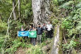 中国发现亚洲第一高树，跻身“百米俱乐部”，一跃进入世界前二图片