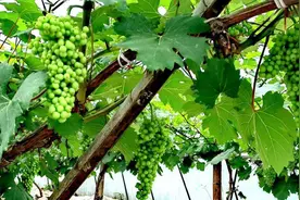 鹤峰：葡萄园中的那一抹碧绿图片