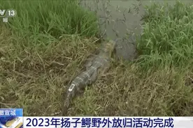 安徽又又又放归扬子鳄了……野外遇见它们要跑吗？图片