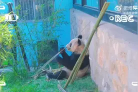 “丫丫”最新视频来了，网友：看不够！图片