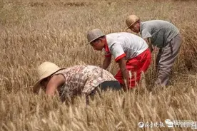 麦收记忆（组诗）图片