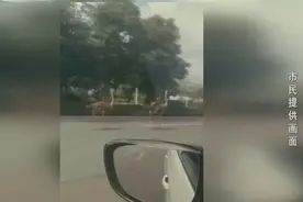 两鸵鸟“离家出走”在柳州街头狂奔，目前一只已寻回，还有一只在流浪......图片