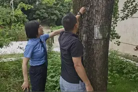 160岁的黄连树开出了象鼻兰！竟是一级保护植物图片